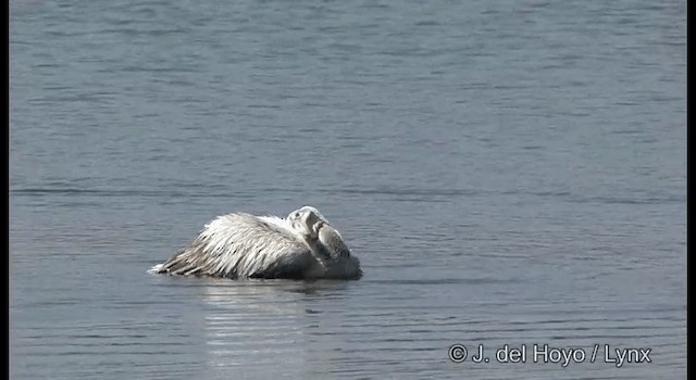 Spot-billed Pelican - ML201391271