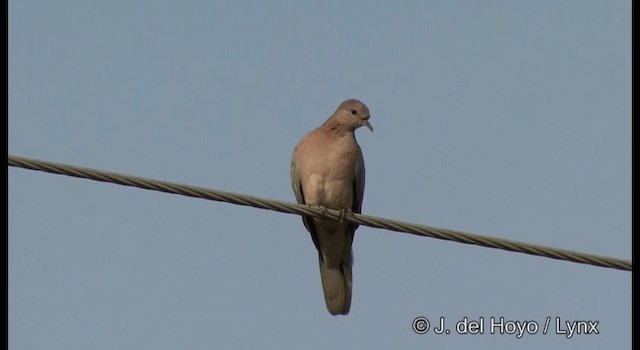 Laughing Dove - ML201391301