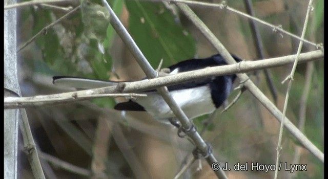 Oriental Magpie-Robin (Oriental) - ML201391381