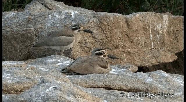 Great Thick-knee - ML201391481
