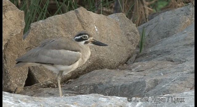 Great Thick-knee - ML201391491