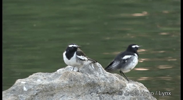 White-browed Wagtail - ML201391541