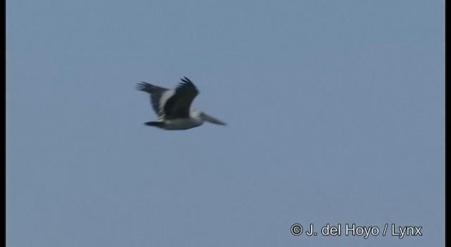 Spot-billed Pelican - ML201391571