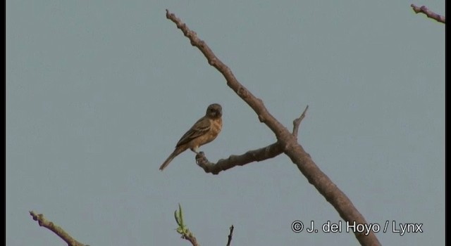 Ruddy-breasted Seedeater - ML201391881