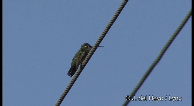 Rivoli's Hummingbird - ML201392241