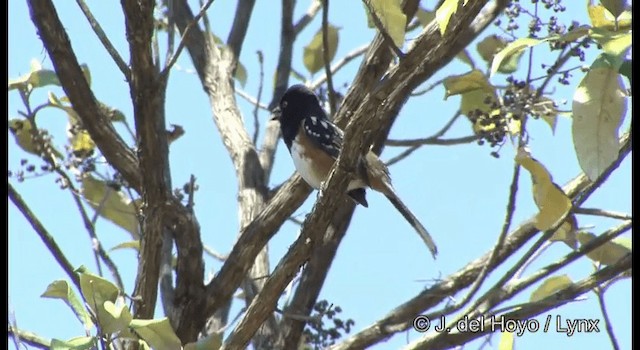 Spotted Towhee (maculatus Group) - ML201392311