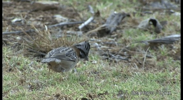 Rufous-collared Sparrow (Rufous-collared) - ML201392361