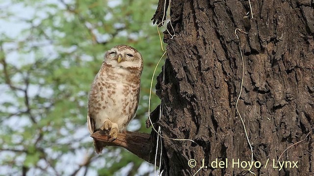 Spotted Owlet - ML201392481