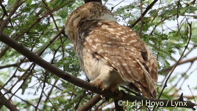 Spotted Owlet - ML201392491