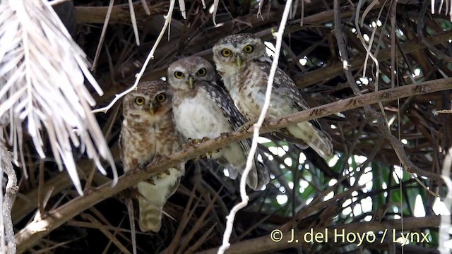 Spotted Owlet - ML201392501