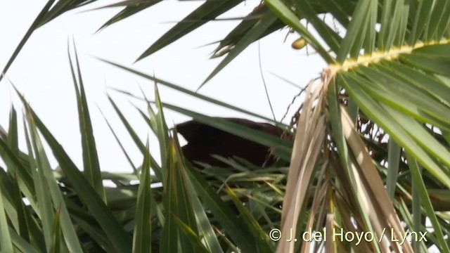 褐翅鴉鵑 - ML201392561