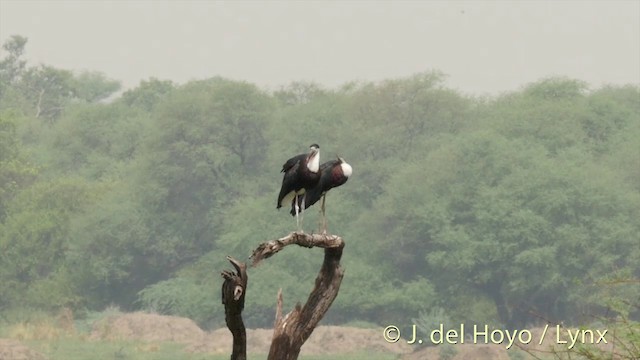 Asian Woolly-necked Stork - ML201392581