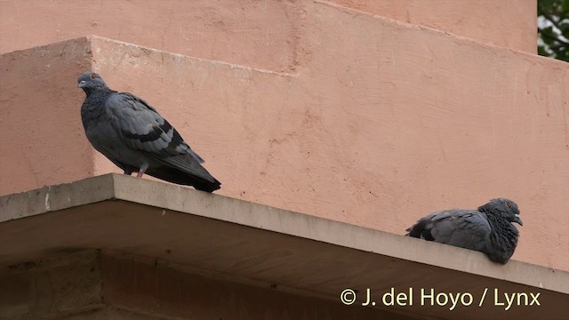 Rock Pigeon (Feral Pigeon) - ML201392621