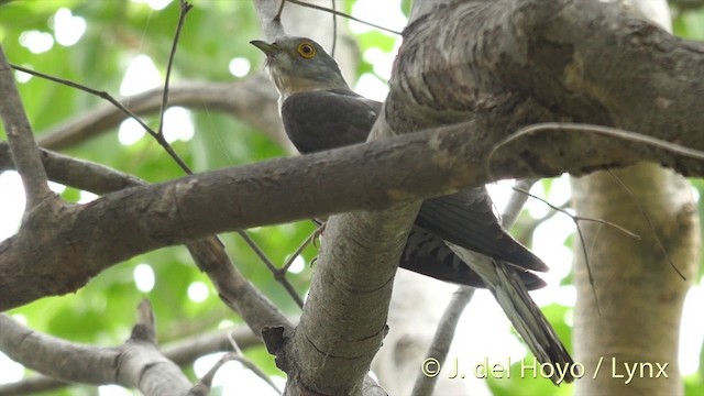 Common Hawk-Cuckoo - ML201392661