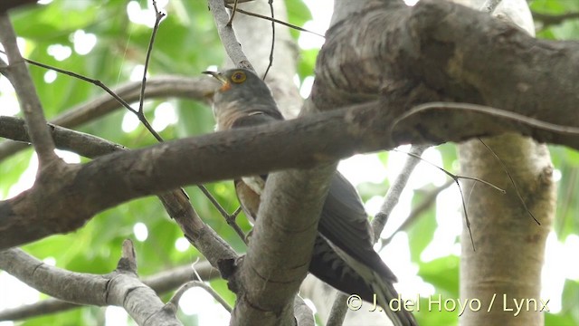 Common Hawk-Cuckoo - ML201392671