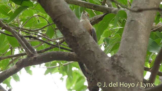 Common Hawk-Cuckoo - ML201392681