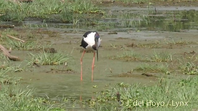 Black-necked Stork - ML201392851