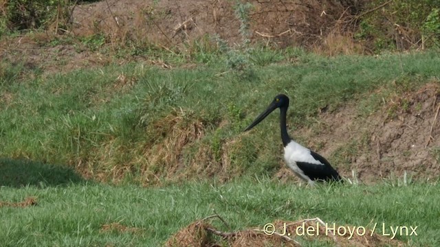 Black-necked Stork - ML201392861