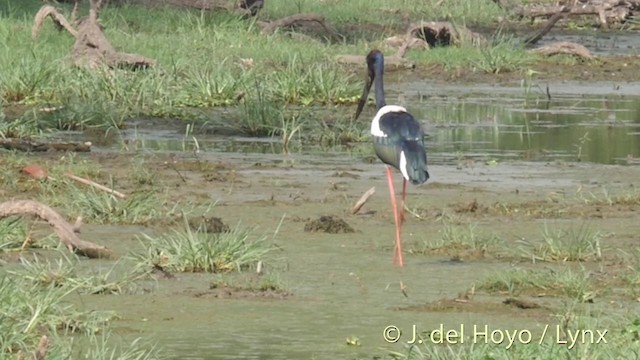  - Black-necked Stork