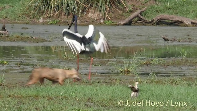 Black-necked Stork - ML201392881
