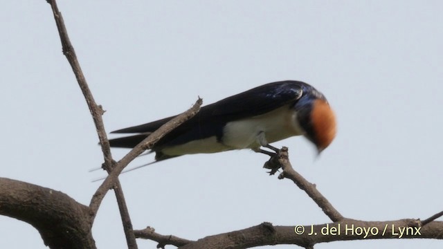 Wire-tailed Swallow - ML201393011