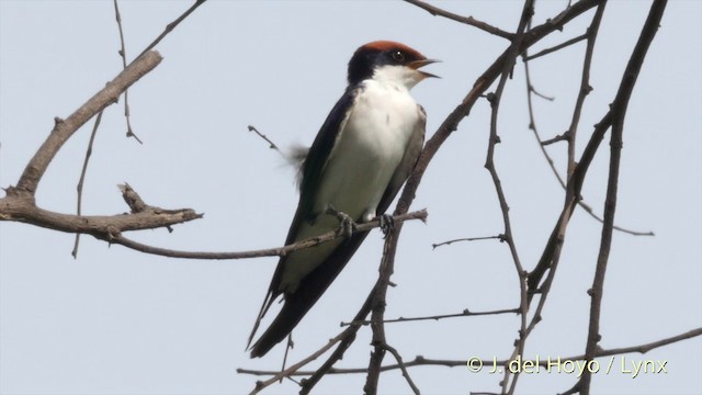 Wire-tailed Swallow - ML201393021