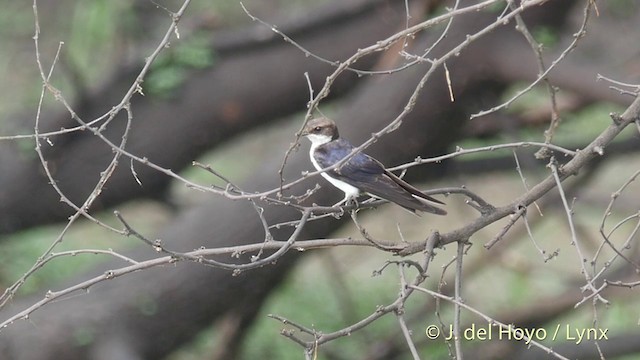 Wire-tailed Swallow - ML201393031