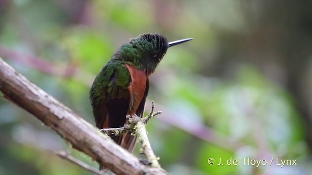 kolibřík peruánský - ML201393041