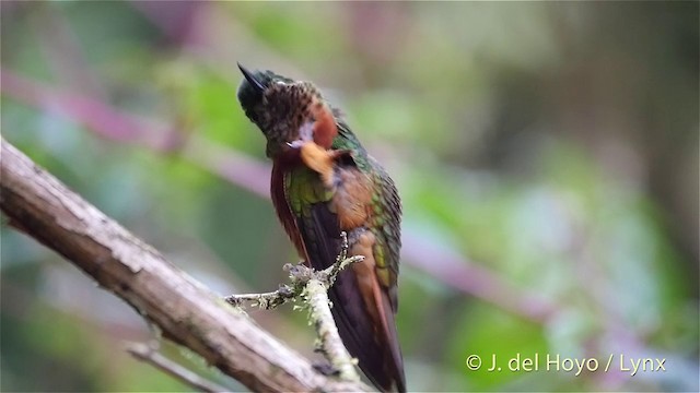 kolibřík peruánský - ML201393051