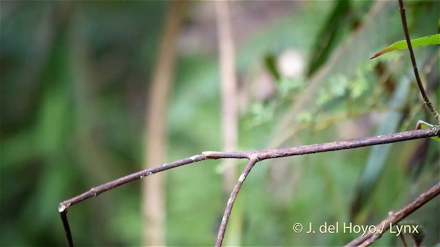 kolibřík peruánský - ML201393061