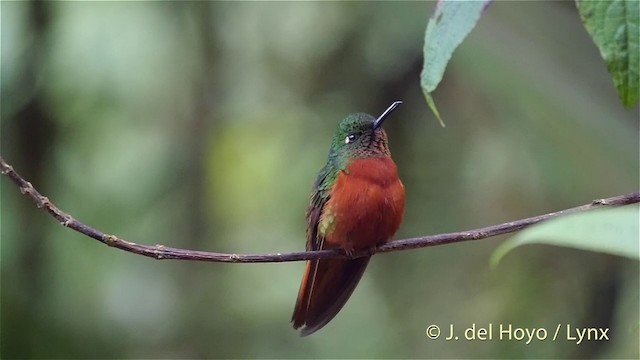 kolibřík peruánský - ML201393071