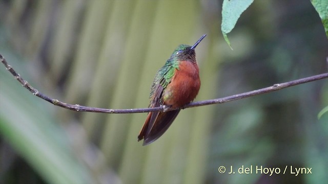 kolibřík peruánský - ML201393081