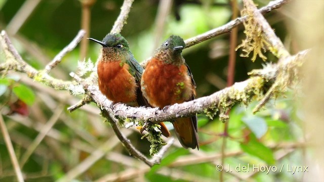 kolibřík peruánský - ML201393121