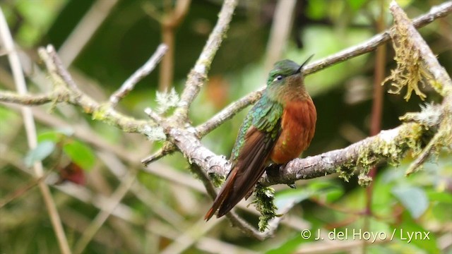 kolibřík peruánský - ML201393131