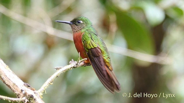 kolibřík peruánský - ML201393141
