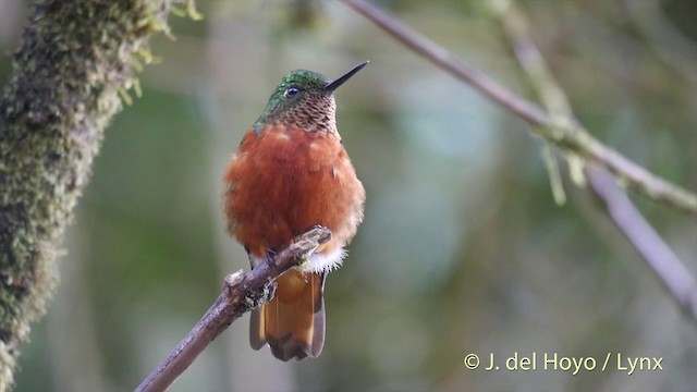 kolibřík peruánský - ML201393151