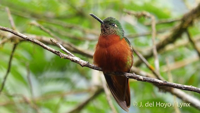 kolibřík peruánský - ML201393161