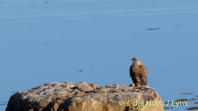 White-tailed Eagle - ML201393201