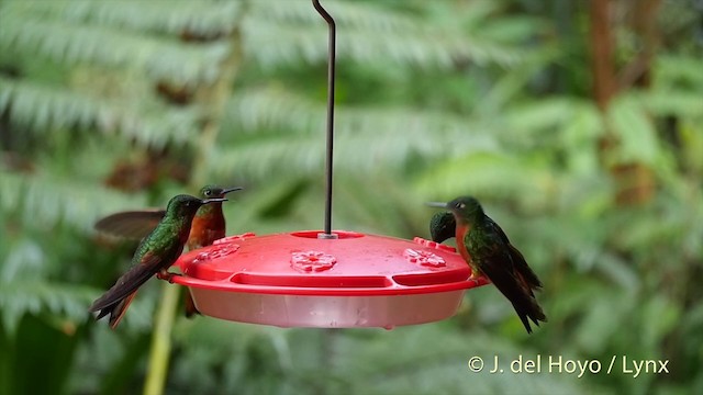kolibřík peruánský - ML201393361