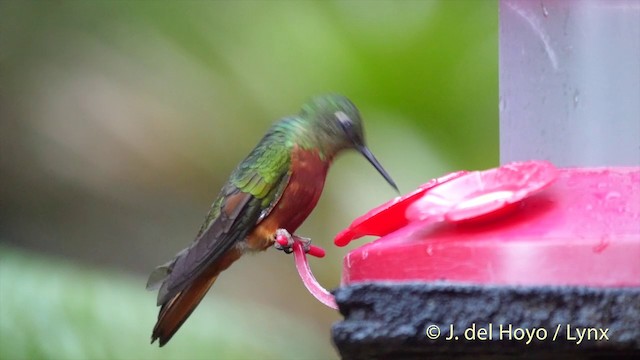 kolibřík peruánský - ML201393481