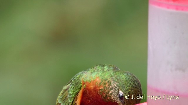 kolibřík peruánský - ML201393571