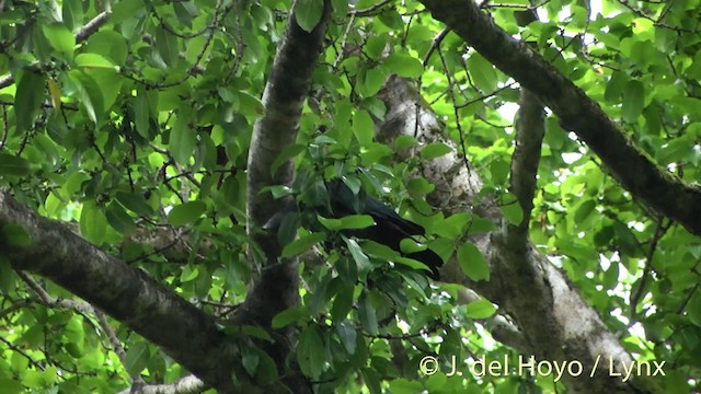 Marquesas Imperial-Pigeon - ML201393621