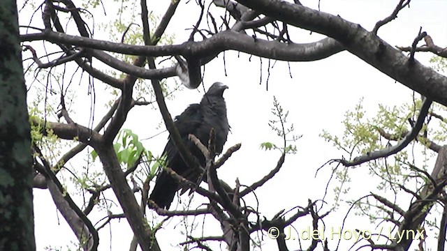 Marquesas Imperial-Pigeon - ML201393631