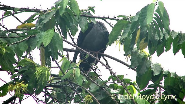 Marquesas Imperial-Pigeon - ML201393641