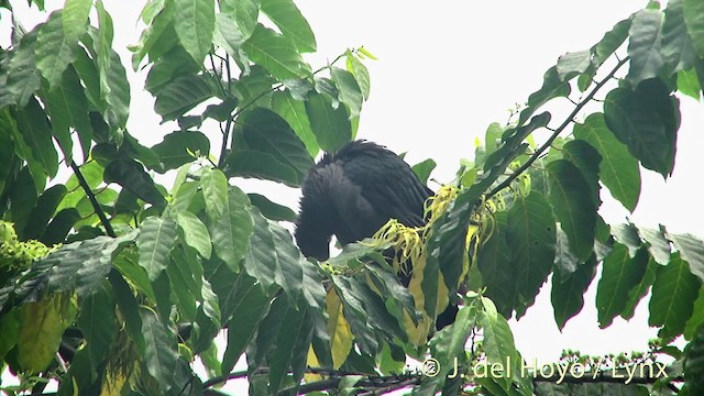 Marquesas Imperial-Pigeon - ML201393651