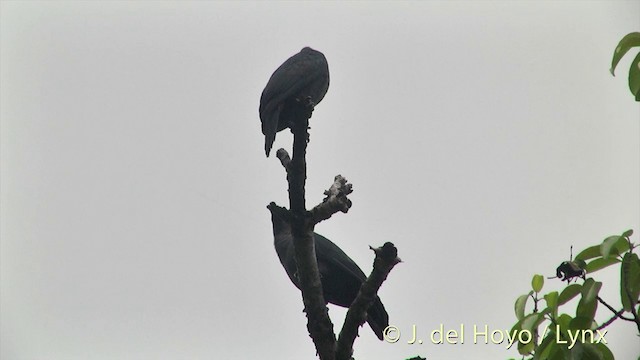 Marquesas Imperial-Pigeon - ML201393661