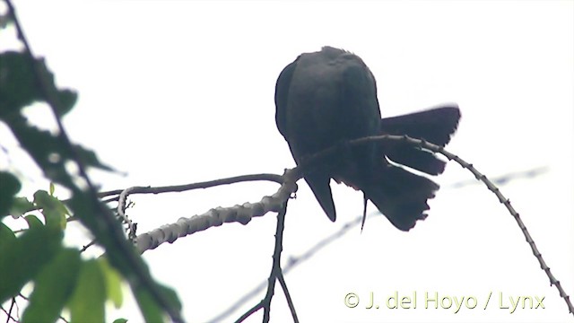 Marquesas Imperial-Pigeon - ML201393681