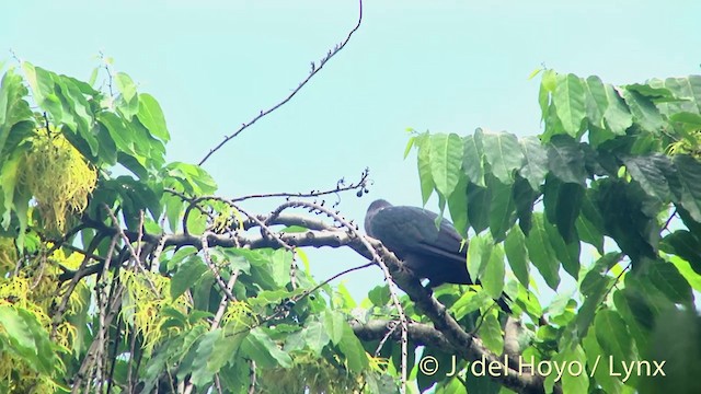 Marquesas Imperial-Pigeon - ML201393691