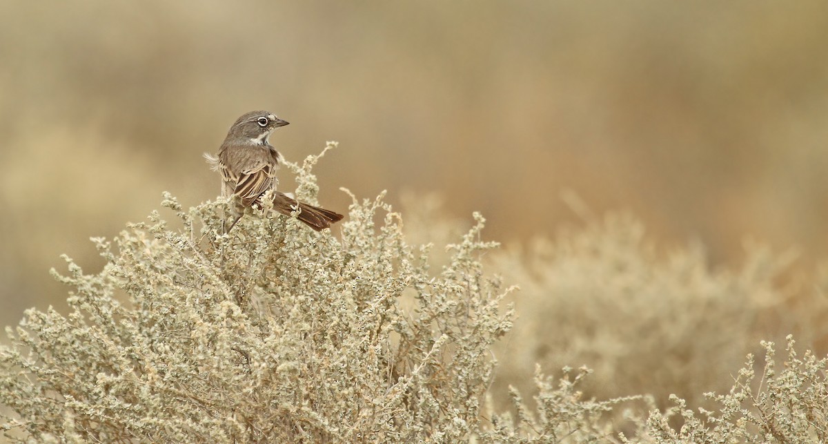 Bell's Sparrow (canescens) - Ryan Schain