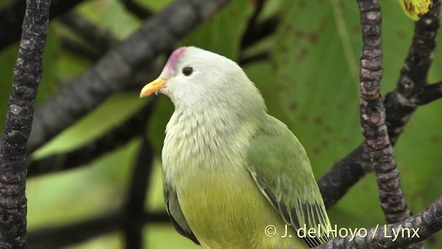 Atoll Fruit-Dove - ML201393731